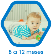 8 a 12 meses